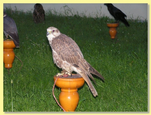 XIV. ROČNÍK